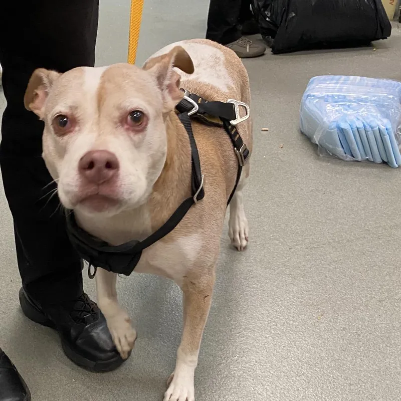 A senior large-sized female Yellow / Tan / Blond / Fawn Pit Bull Terrier dog named Addison for adoption in Westminster, CA