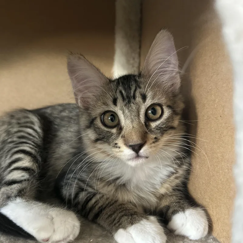 A baby small-sized male Domestic Short Hair cat named Loki for adoption in Chandler, AZ