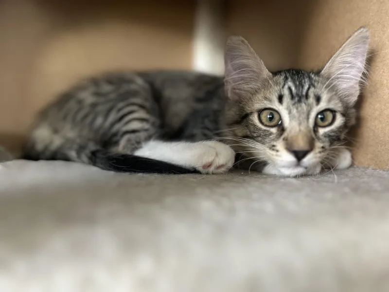 Loki thumbnail 2