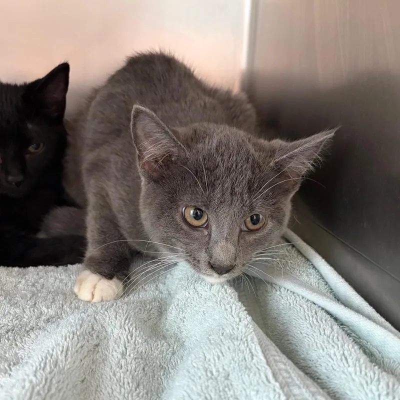 A baby small-sized female Gray / Blue / Silver Domestic Short Hair cat named Arwen for adoption in Council Bluffs, IA