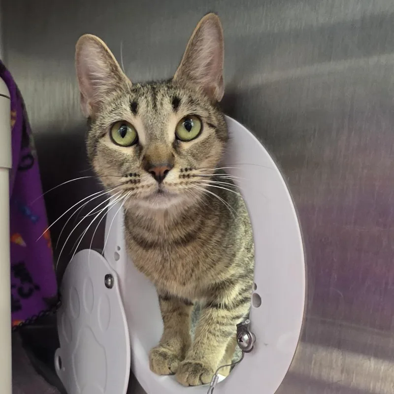 Daisy Mae thumbnail 2