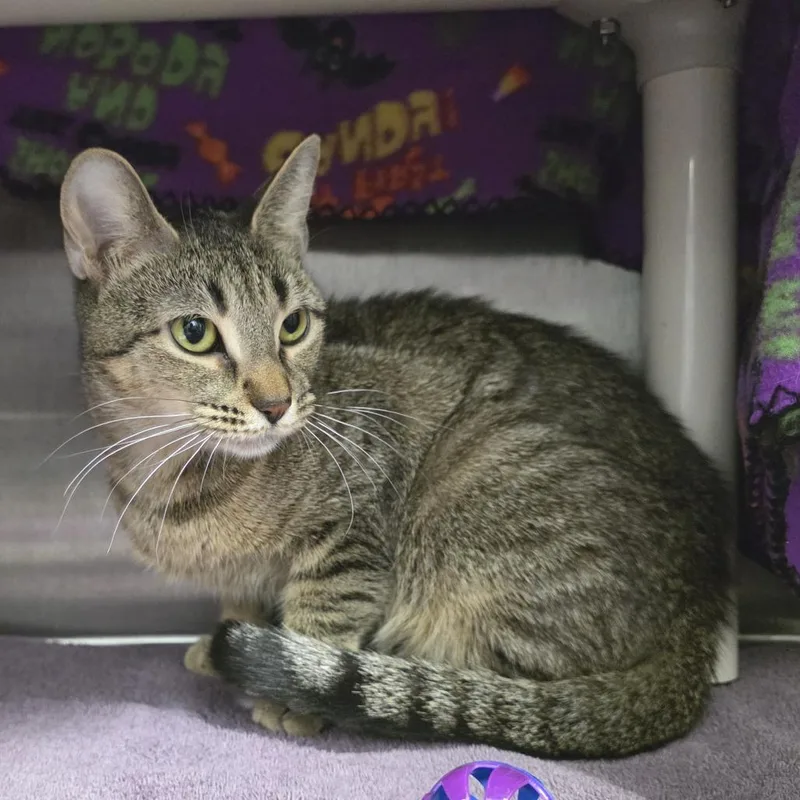 Daisy Mae thumbnail 3