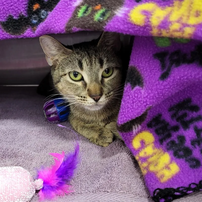 Daisy Mae thumbnail 5