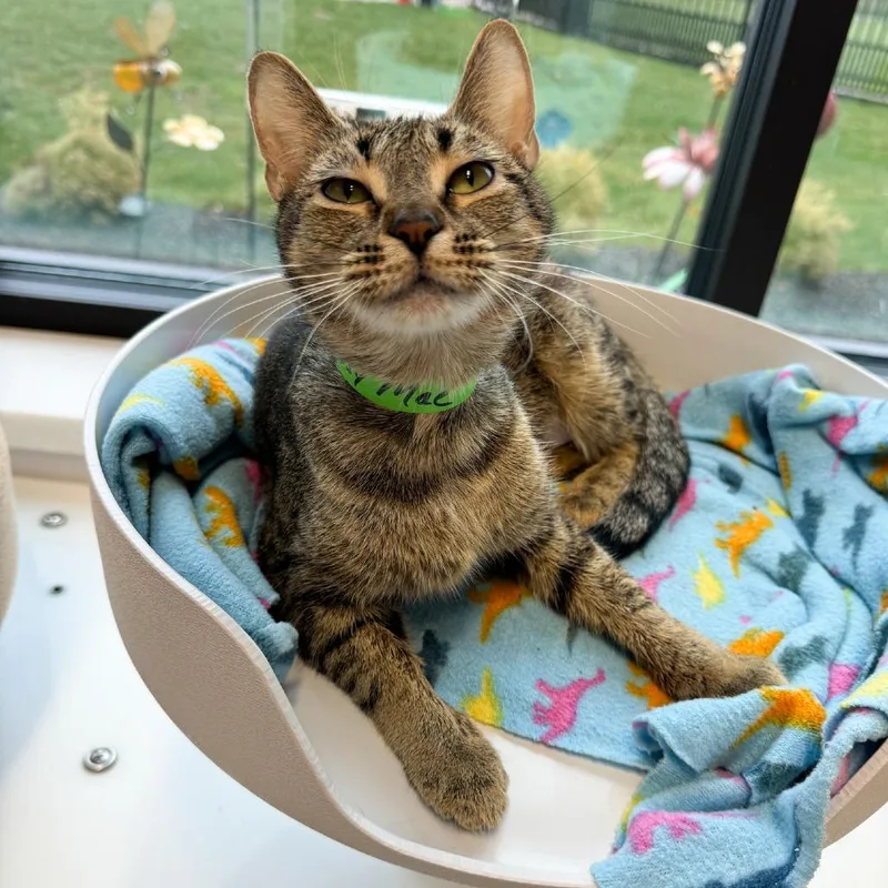 Daisy Mae thumbnail 6