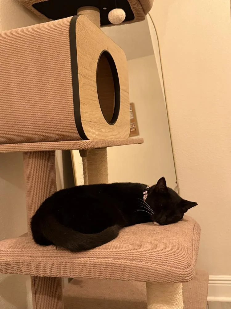 A young small-sized female Black & White / Tuxedo Domestic Short Hair cat named Zoe for adoption in Fern Park, FL