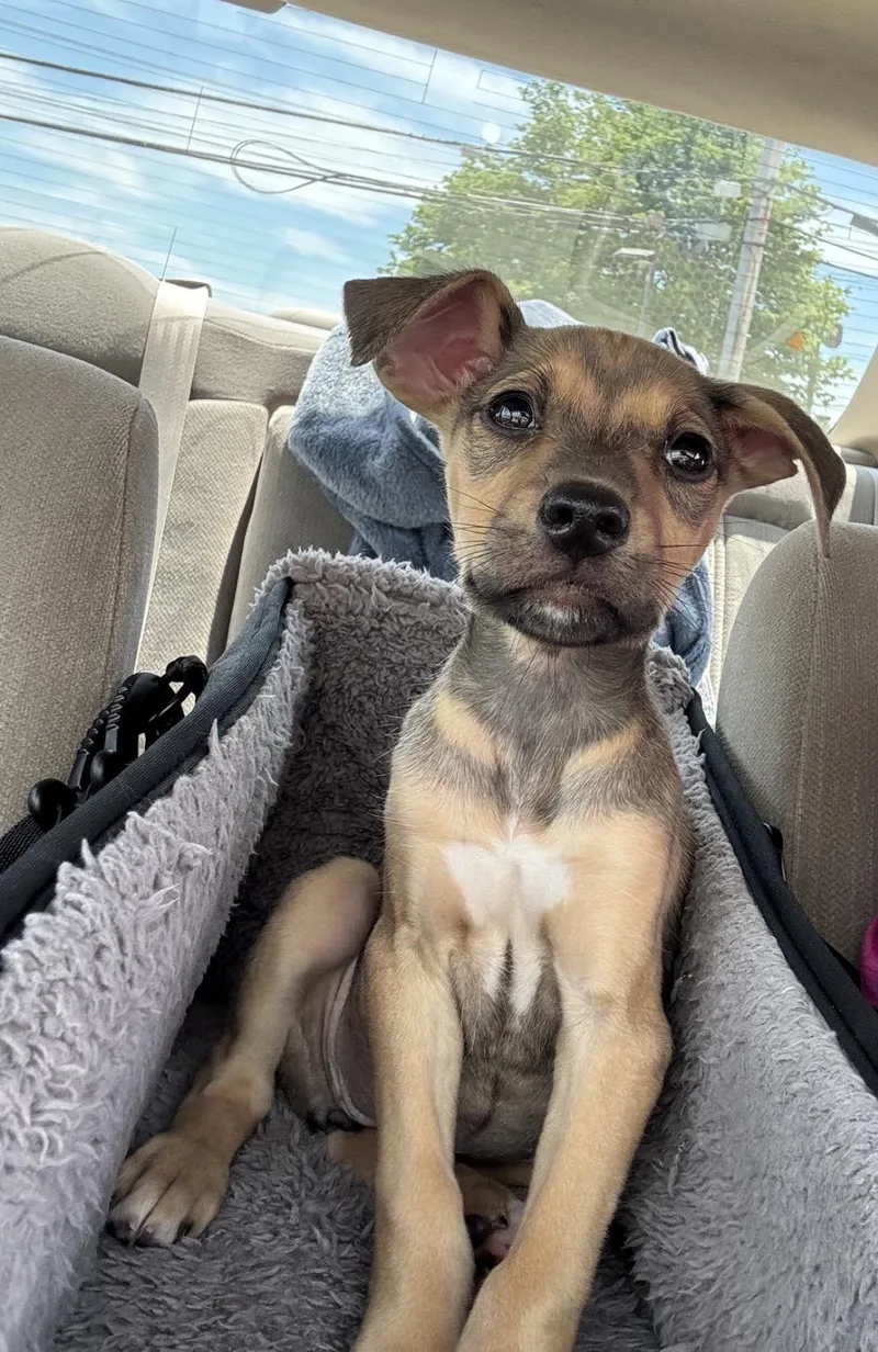 A baby medium-sized female Terrier dog named Vienna for adoption in Copiague, NY