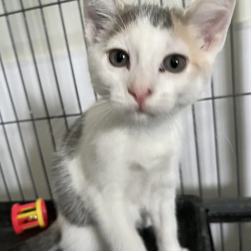 A baby medium-sized female Dilute Calico Domestic Short Hair cat named Daffney for adoption in Denison, IA