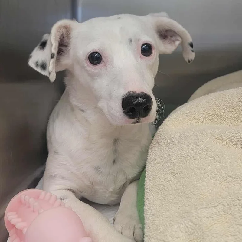 An adult small-sized female Dachshund dog named Daquiri Paloma for adoption in Bastrop, TX