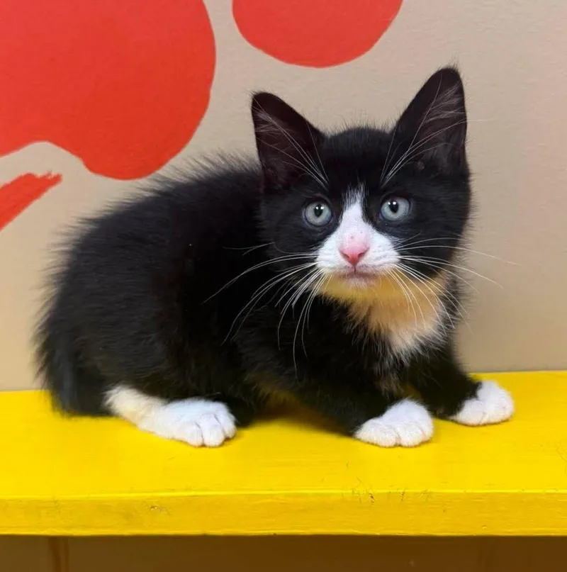A baby medium-sized male Black & White / Tuxedo Domestic Short Hair cat named Tater for adoption in Maryville, MO