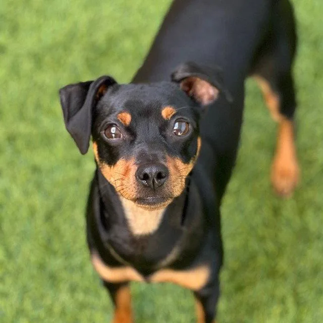 An adult small-sized female Miniature Pinscher dog named Foxy for adoption in Burlingame, CA