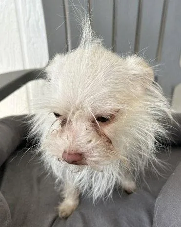 An adult medium-sized male Yorkshire Terrier dog named Zero for adoption in Corona, CA