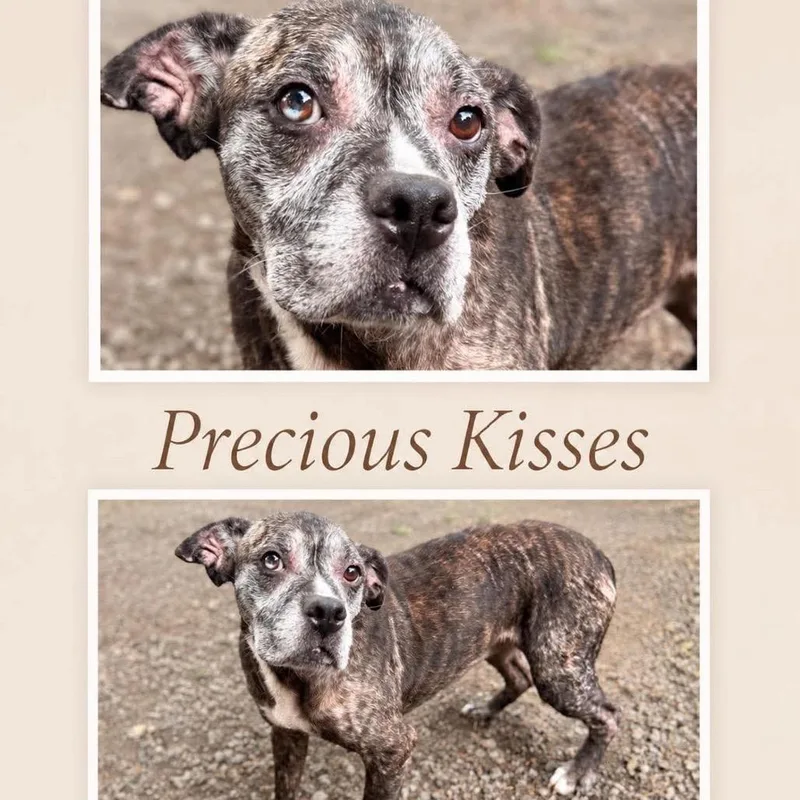 A senior medium-sized female Brindle Terrier dog named Precious Kisses for adoption in Hackett, AR