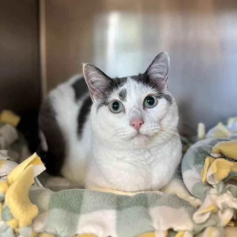A senior medium-sized female White Domestic Short Hair cat named Fawn for adoption in Fargo, ND