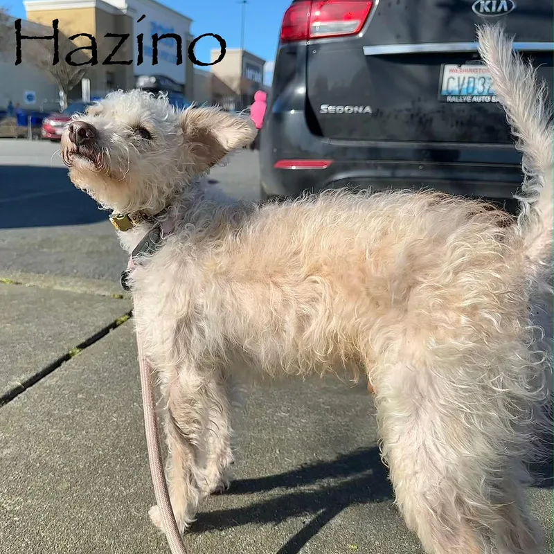 Hazino MDT thumbnail 3