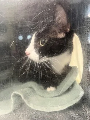 An adult medium-sized female Domestic Short Hair cat named Smudge for adoption in Daytona Beach, FL