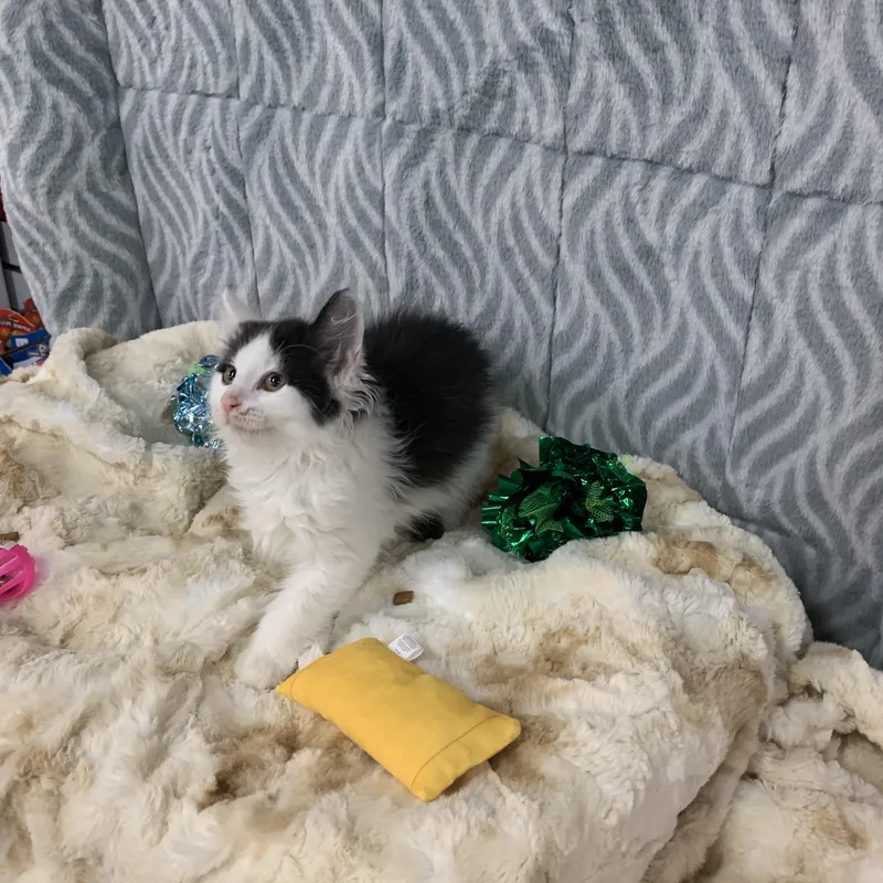 A baby large-sized female Black & White / Tuxedo Domestic Long Hair cat named Matilda for adoption in Mechanicsburg, PA