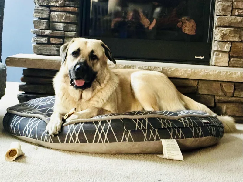 A young large-sized female Apricot / Beige Great Pyrenees dog named Chloe for adoption in Plainfield, IL