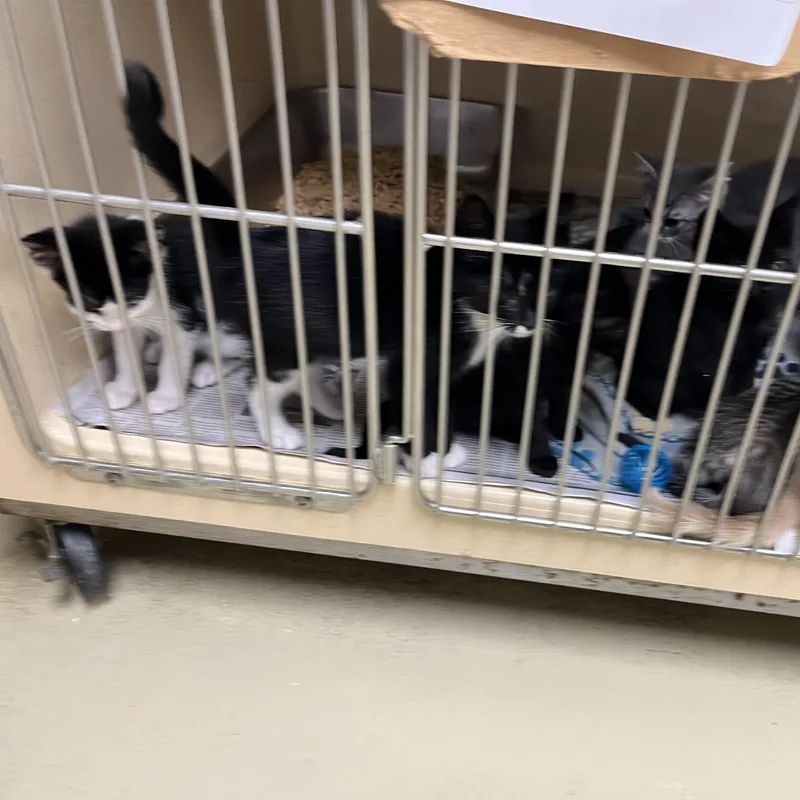A baby medium-sized female White Tabby cat named Adalee for adoption in Clarksville, VA