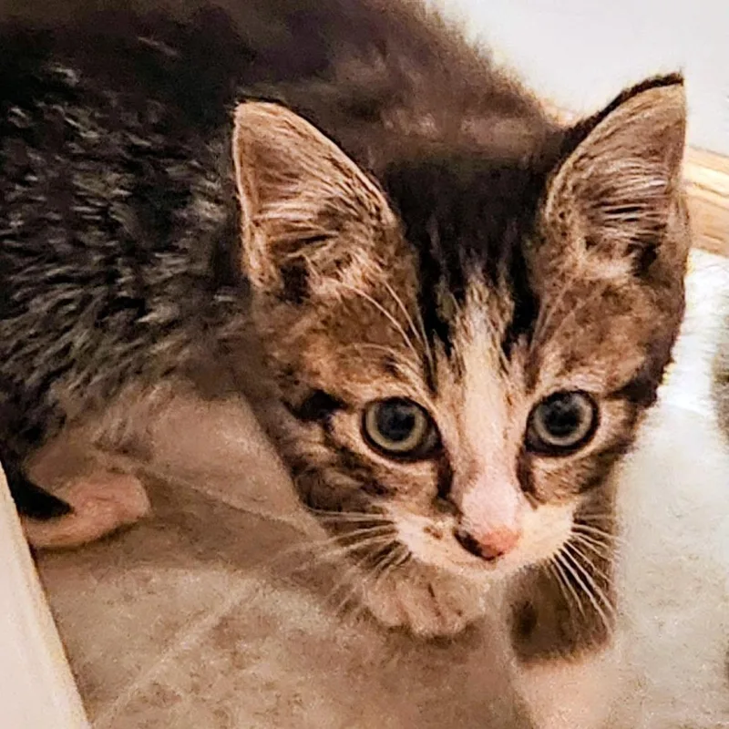 A baby small-sized female Gray / Blue / Silver Domestic Short Hair cat named Lucky Charms in Midlothian for adoption in Alexandria, VA