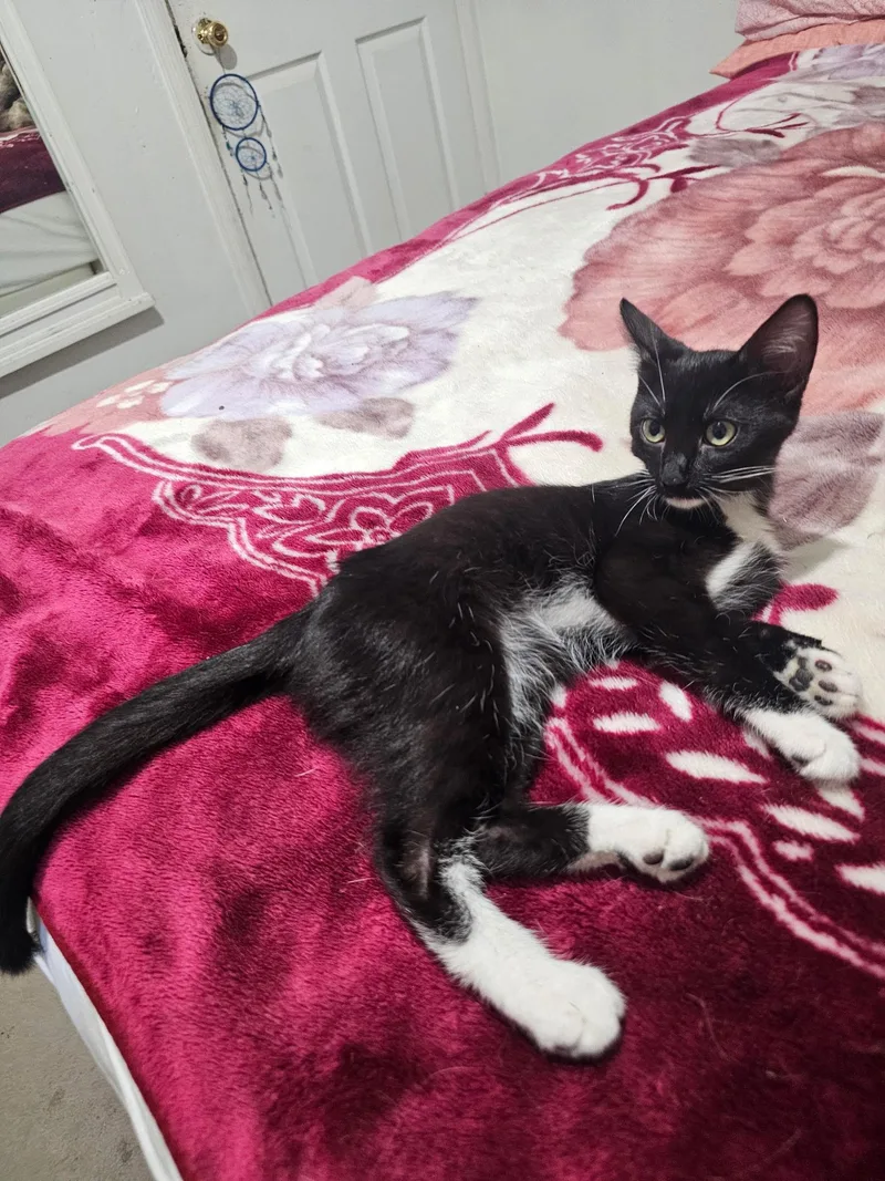 A baby medium-sized male Black & White / Tuxedo Tuxedo cat named Shadow for adoption in Mission Viejo, CA