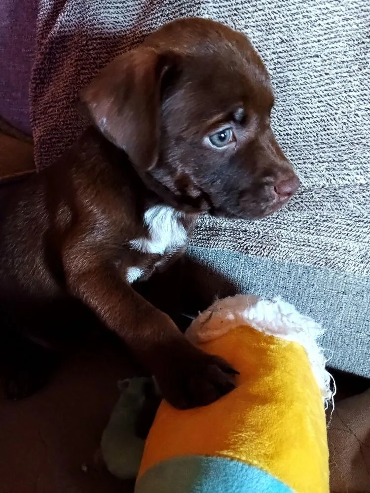 A baby medium-sized female Pit Bull Terrier dog named Dolly Doe for adoption in Aurora, CO