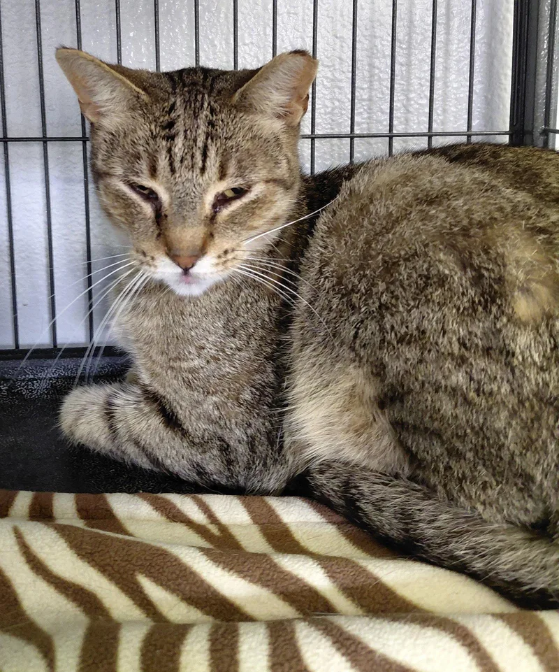 An adult medium-sized male Domestic Short Hair cat named Vern for adoption in Montello, WI