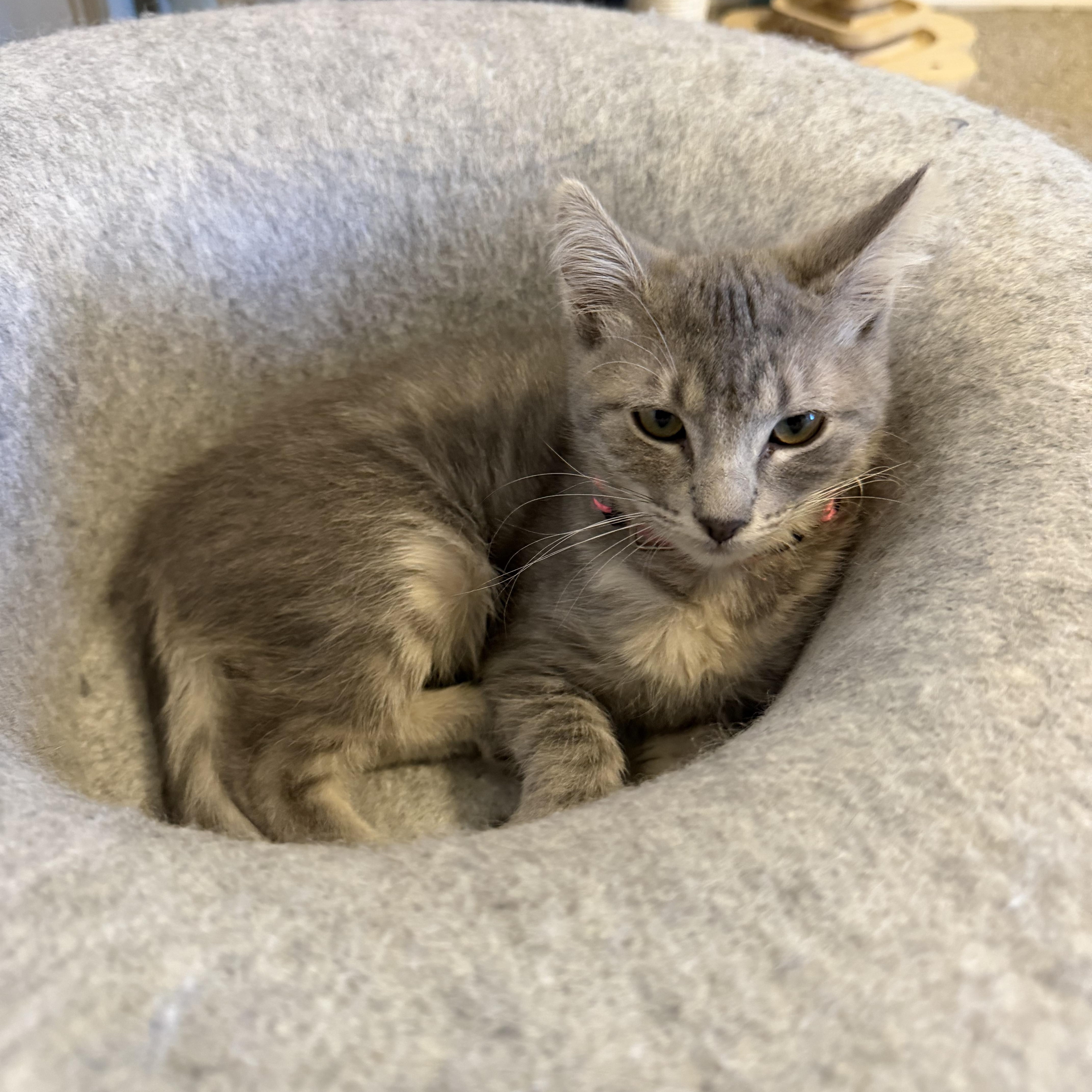 A baby medium-sized female Tabby (Gray / Blue / Silver) Tabby cat named Nobara for adoption in Midvale, UT