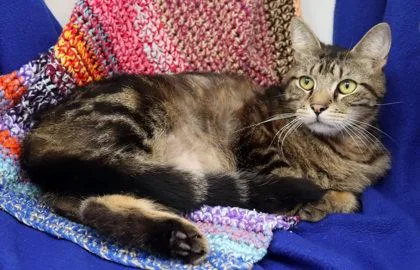 An adult small-sized male Domestic Short Hair cat named Worm for adoption in Largo, FL