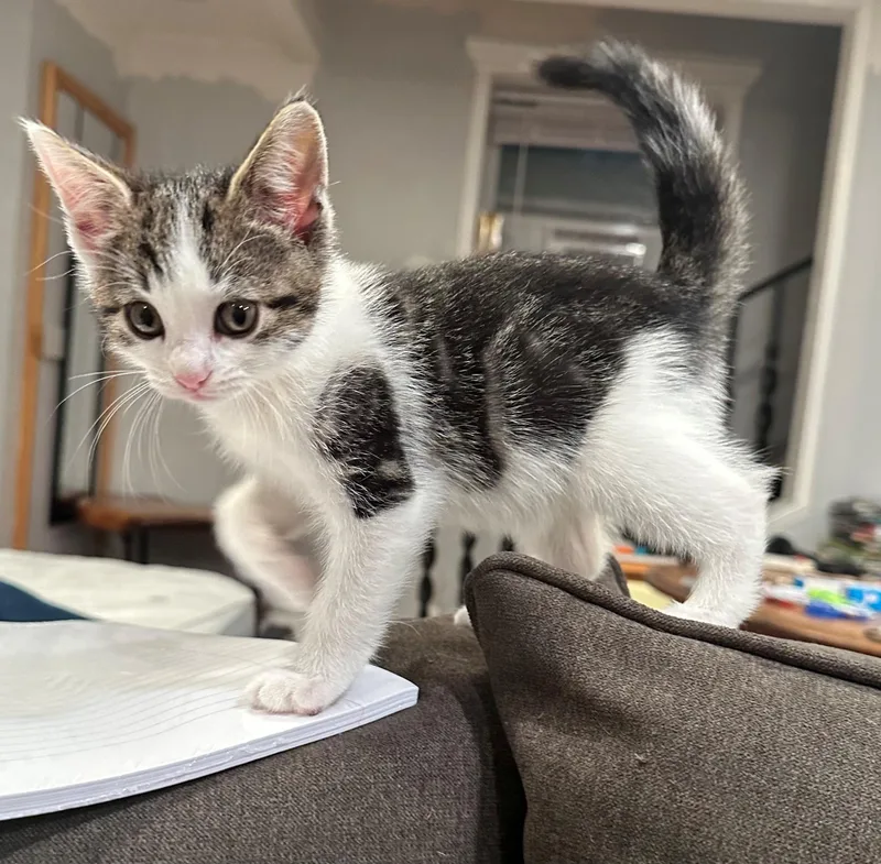 A baby medium-sized female Gray & White Domestic Short Hair cat named Cricket for adoption in Bayonne, NJ