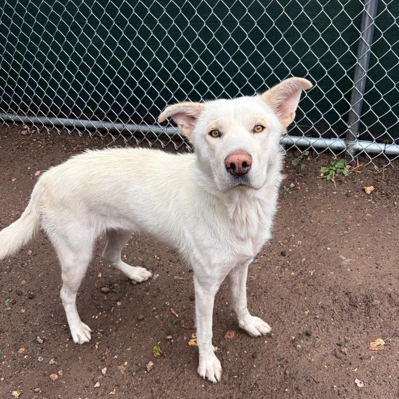 An adult medium-sized female Shepherd dog named Lemonade for adoption in Flagstaff, AZ