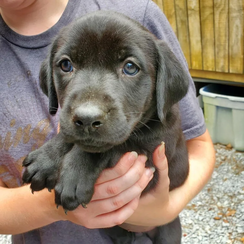 A baby large-sized female Black Labrador Retriever dog named Sienna for adoption in Quakertown, PA