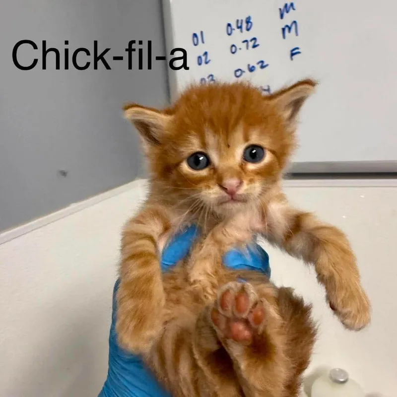 Chick fila