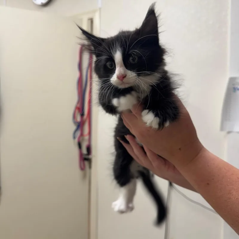 A baby small-sized female Black Domestic Short Hair cat named Harley Quinn for adoption in Pekin, IL