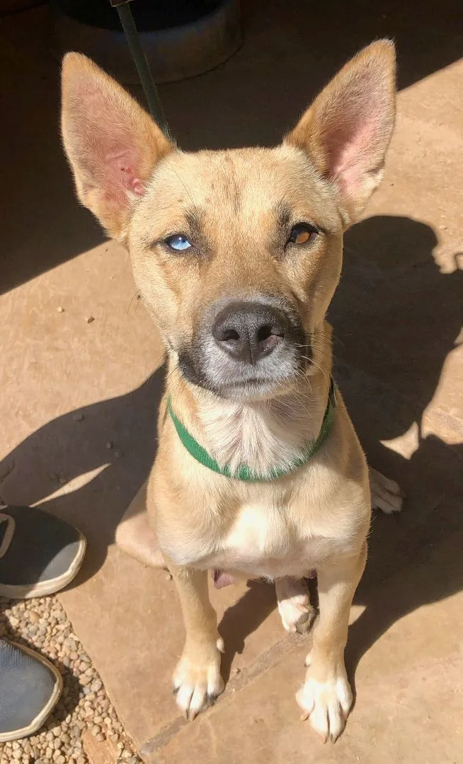 A young medium-sized female Shepherd dog named Gia for adoption in Thousand Oaks, CA