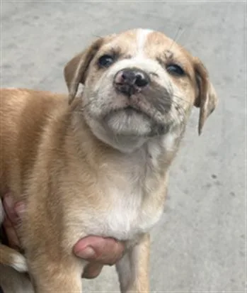 A baby medium-sized male Mixed Breed dog named Mark for adoption in Dallas, TX