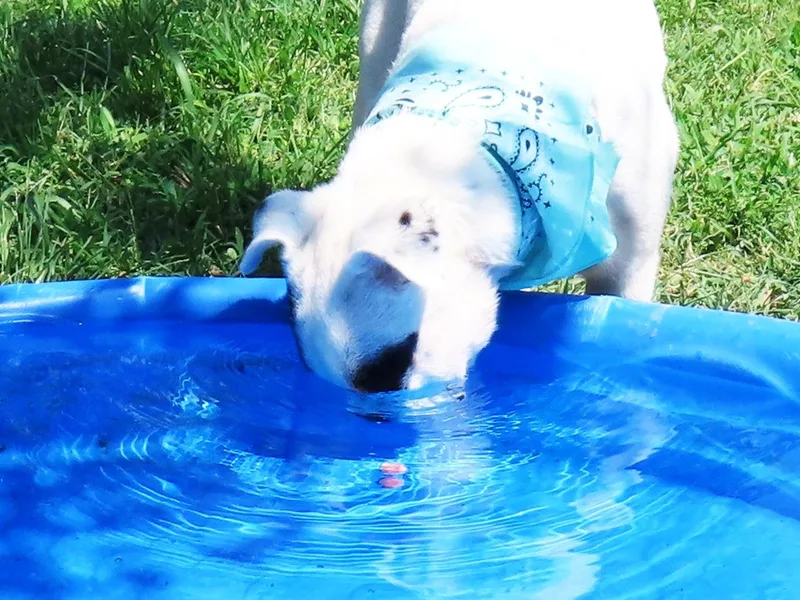 Suzi Q C thumbnail 4
