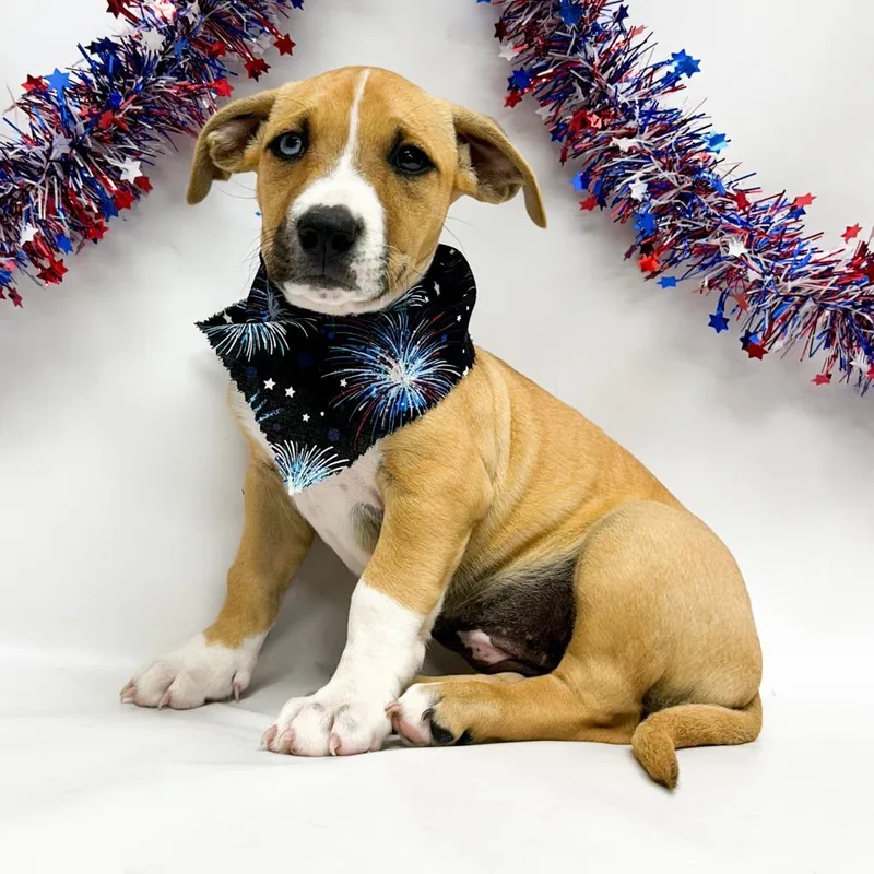 A baby small-sized female Boxer dog named Mango for adoption in Parker, CO
