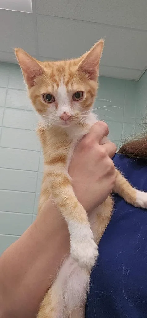 A baby small-sized male Domestic Short Hair cat named Kevin for adoption in Athens, TN