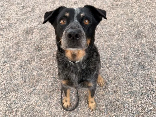 An adult medium-sized male Australian Cattle Dog / Blue Heeler dog named Stryker for adoption in Phoenix, AZ