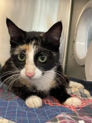 An adult small-sized female Domestic Short Hair cat named Calliope for adoption in Independence, MO