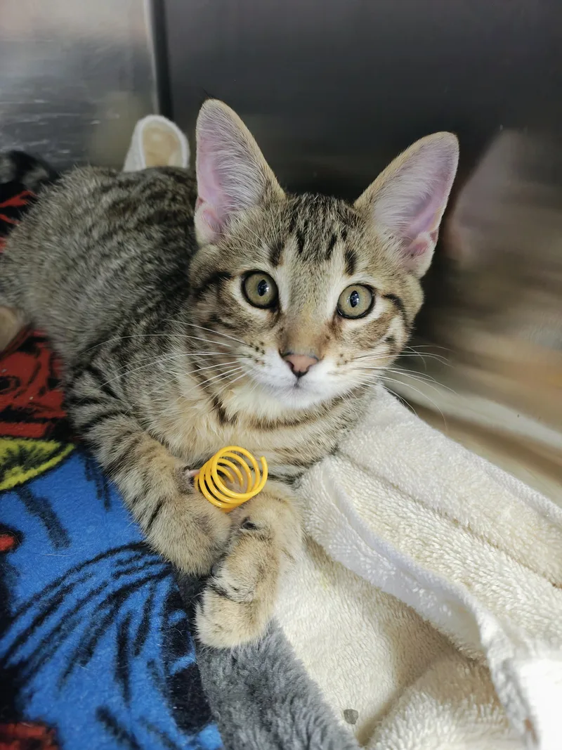 A young medium-sized female Tabby (Brown / Chocolate) Domestic Short Hair cat named Pinky for adoption in Oconto, WI