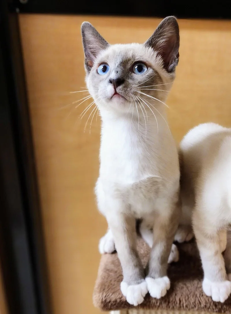 A baby medium-sized male Buff / Tan / Fawn Siamese cat named Theodore for adoption in Garland, TX
