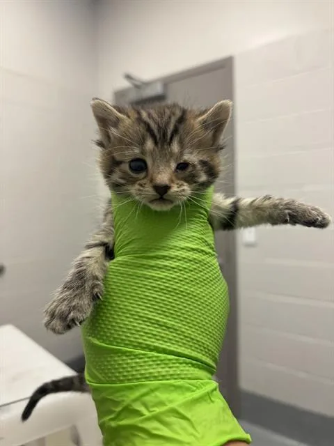 A baby small-sized male Domestic Short Hair cat named Chandler for adoption in Indianapolis, IN