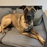 An adult large-sized female Black Mixed Breed dog named Honey for adoption in Lansing, MI