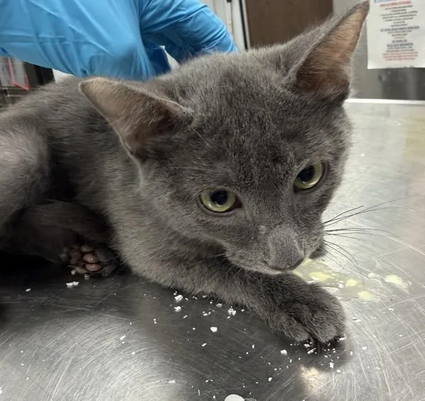 A baby small-sized male Domestic Short Hair cat named Smokey for adoption in Lafayette, LA