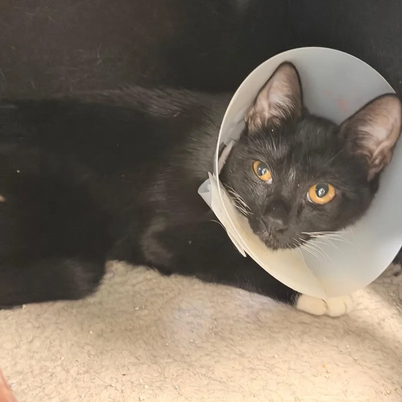 A young medium-sized female Domestic Short Hair cat named Kiki for adoption in Gainesville, FL