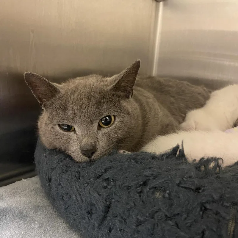 A young medium-sized female Gray / Blue / Silver Domestic Short Hair cat named Bunny for adoption in Elizabeth City, NC