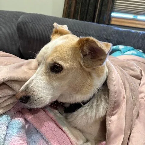 Finn