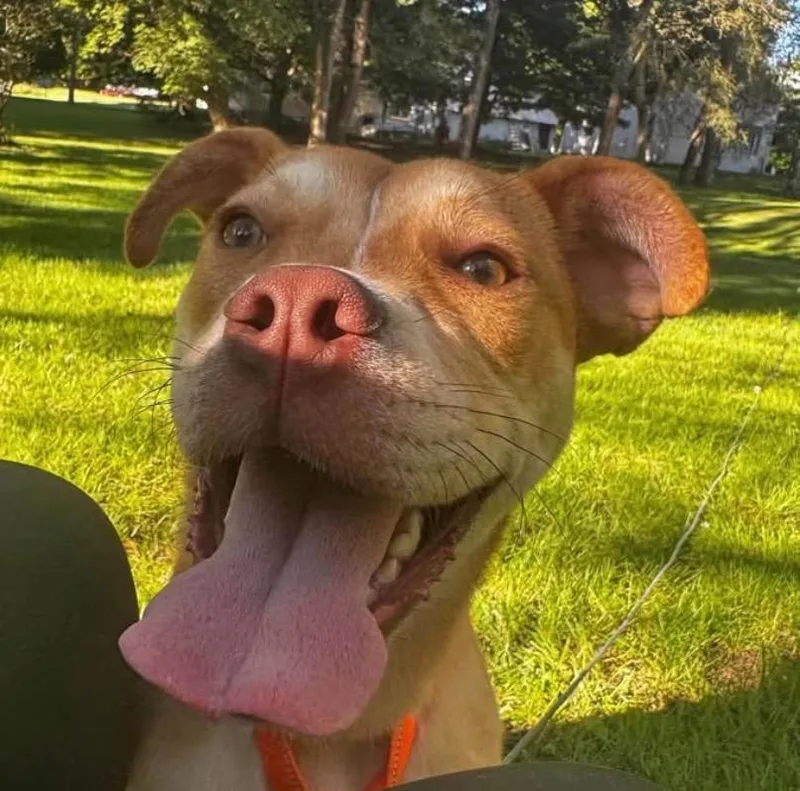 A young medium-sized male Mixed Breed dog named Goldfish for adoption in Charlotte, MI