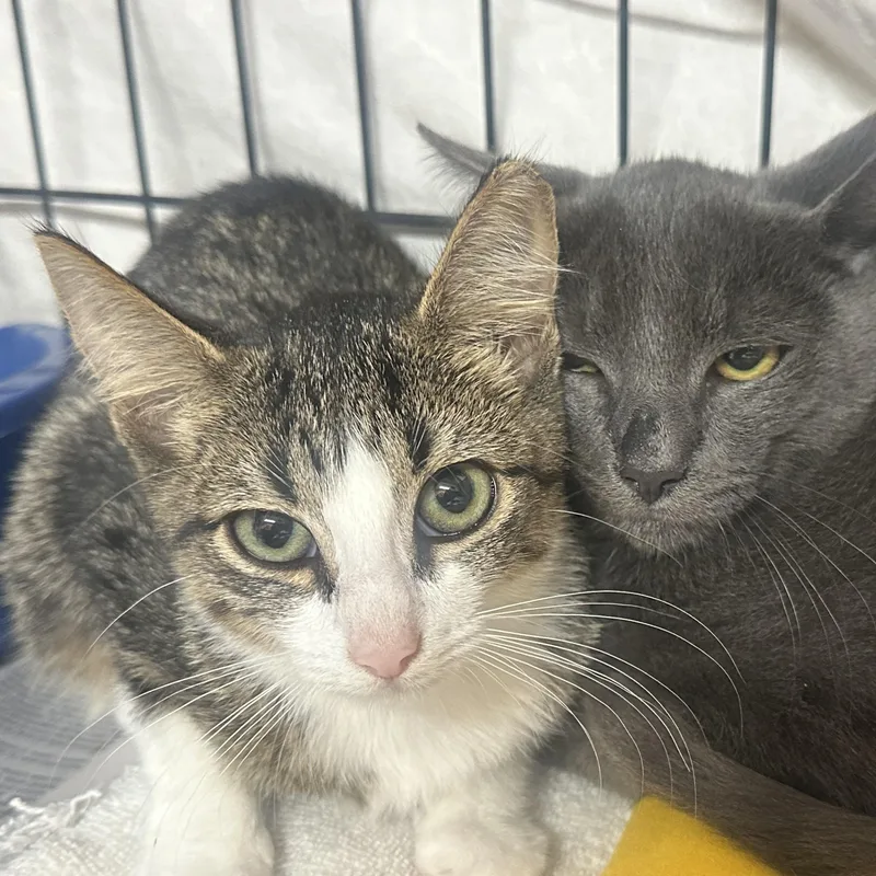 A baby medium-sized female Domestic Short Hair cat named Maribel for adoption in Clifton, NJ